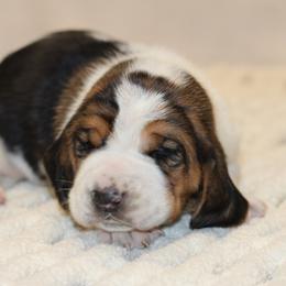 Basset Hound Puppies from Welcome Home Bassets