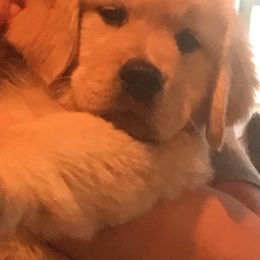 Golden Retriever Puppies from Graceful Golden Retrievers