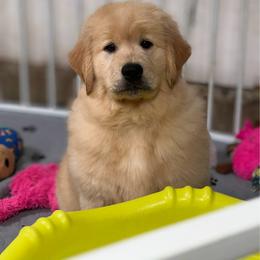 Juniper, Co-Own - Golden female Golden Retriever puppy in Orangevale, California from Bear State Goldens