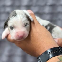Blue Merle male 1 - Blue merle male Miniature American Shepherd puppy in Osco, Illinois from Sonnenhügel Kennel, LLC