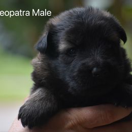 Orange male - Sable male German Shepherd puppy in Anniston, Alabama from Cottonwood Kennel