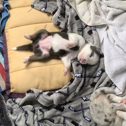 Australian Shepherd Puppies from Sunshine State Australian Shepherds