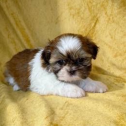 Jason - Liver and white male Shih Tzu puppy in Oak Park, California from Boodaboo Shih Tzu’s