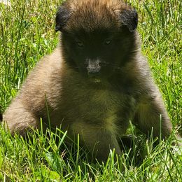 Belgian Tervuren Puppies from Kismet Belgian Tervuren's  owner Angela Ernst