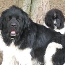 Newfoundlands from Mastway Newfoundlands