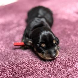 Moose tracks (Red collar) - Black and tan male Dachshund puppy in Turlock, California from Dandelion Dachshund