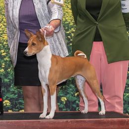 Tsavo - Basenji