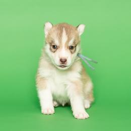 Robicheaux - Red and white male Siberian Husky puppy in Meadow Vista, California from Thistle Hill Siberians