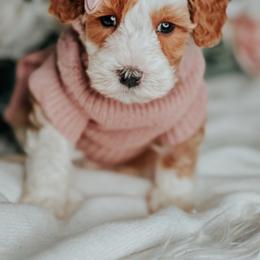 Lysol - Red female Bernedoodle puppy in Otisville, Michigan from Danie’s Darling Doodles LLC
