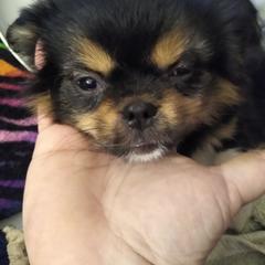 Tibetan Spaniel Puppies from Bandor Tibetans