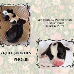 Phoebe - Black and white female Cardigan Welsh Corgi puppy in Casper, Wyoming from Flying Note Shorties