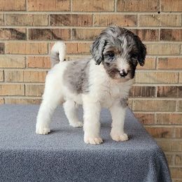 Elf - Bernedoodle puppy from Southern Home Pups