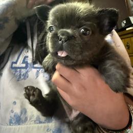 Girl 1 - Blue fawn female French Bulldog puppy in Salinas, California from Sugar's Maltipoo's, Chihuahuas and Frenchies