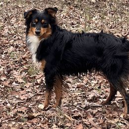 JB - Toy Australian Shepherd