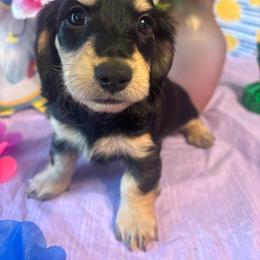 Black and cream girl - Black and cream female Dachshund puppy in Missoula, Montana from Rocky Mountain Dachshunds