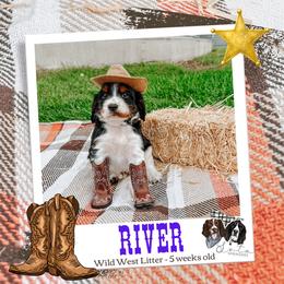River - Black white and tan male English Springer Spaniel puppy in Albany, Minnesota from Farm Fresh Labradors & English Springers