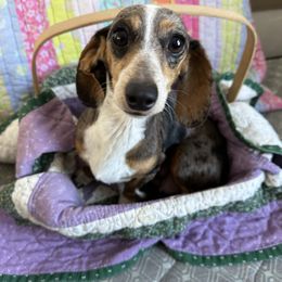 Inky - Dachshund