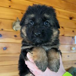 Ilka - Black and red female German Shepherd puppy in Garland, Maine from Vom Schön Traumhund