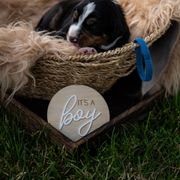 Captain - Black white and tan male Entlebucher Mountain Dog puppy in Corvallis, Oregon from Feather Farm's Entles