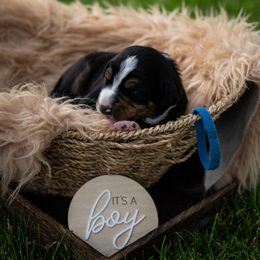 Captain - Black white and tan male Entlebucher Mountain Dog puppy in Corvallis, Oregon from Feather Farm's Entles