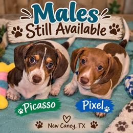 Pixel - Piebald male Dachshund puppy in New Caney, Texas from BouncinMiniWeenies