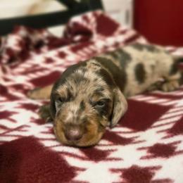 Brisket - Dapple male Dachshund puppy in Castalia, North Carolina from Short Stuff Doxies