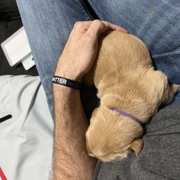 Golden Retriever Puppies from Golden Kiss Retrievers