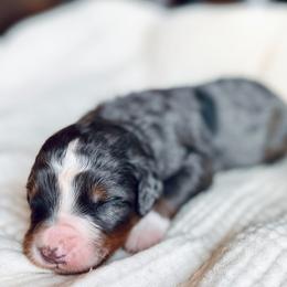 Arrow - Blue merle male Bernedoodle puppy in Travelers Rest, South Carolina from Bernedoodle.do