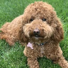 Goldendoodles from Julie Brooks's Goldendoodles