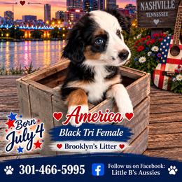 America - Black tri female Miniature Australian Shepherd puppy in Nashville, Tennessee from Little B’s Aussies