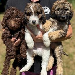 Basil - Sable male Aussiedoodle puppy in Clarkston, Washington from Doodle & Poodle Palace