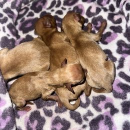 Baby 1 - Red female Miniature Pinscher puppy in Staunton, Virginia from Little L’s Magical Min Pins