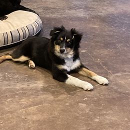 Roxy - Miniature Australian Shepherd