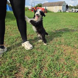 Tamale - Black and white male Aussiedoodle puppy in Lithia, Florida from Waterford Doodle Farm