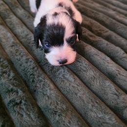 Green- Maple - female Cavapoochon puppy in Kountze, Texas from CaviCajun Kennels