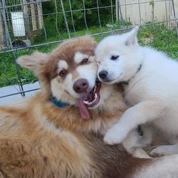 Alaskan Malamute Puppies from New River Valley Malamutes