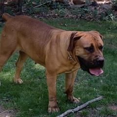 Shirly - Boerboel