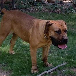 Shirly - Boerboel