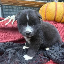 Shadow - Black and white male Siberian Husky puppy in Ravena, New York from Osiris’s Siberians & Pomskies