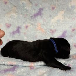 Blue Collar R - Black male Cane Corso puppy in Paris, Texas from Knucklehead Cane Corso