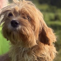 Whiskey - Apricot male Cavapoo puppy in Brandenburg, Kentucky from Amanda's Newfoundlands