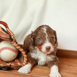 Coach - Merle male Bernedoodle puppy in Jackson, Missouri from Pincksten Family Doodles