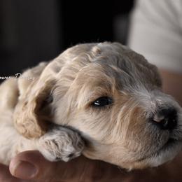 Cortado - Apricot male Goldendoodle puppy in Madison, Georgia from Wildflower Doodles
