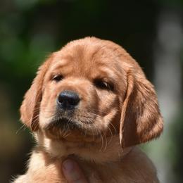 Ember - Yellow female Labrador Retriever puppy in Carthage, North Carolina from Wicked Pines Retrievers