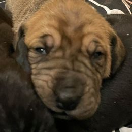 Great Dane and Old English Sheepdog Puppies from The Buttercream Ranch