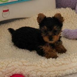 Johnny - Black and tan male Yorkshire Terrier puppy in Grafton, West Virginia from Gemstone Kennel