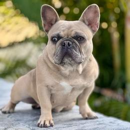 Meila - French Bulldog
