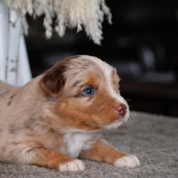 Hazel - Red merle female Miniature Australian Shepherd puppy in Lowgap, North Carolina from Baileys Mini Aussies