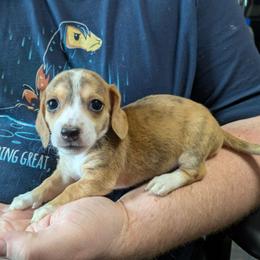 1 Cocoa Bliss - Dapple male Dachshund puppy in Central Point, Oregon from MRS Long Dog Ranch
