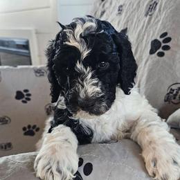 Holstein - Parti male Goldendoodle puppy in Polkton, North Carolina from Gaga's Doodles